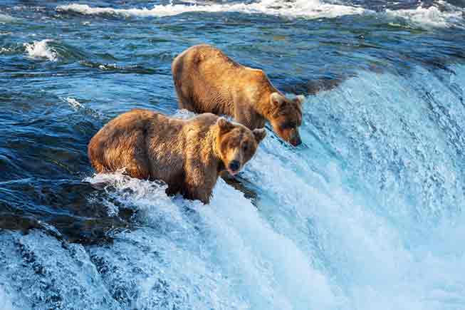 Bears fishing in a river