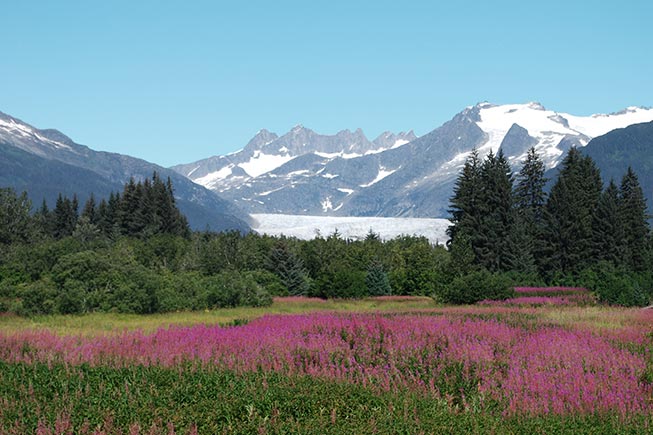 View of glacier with fireweed in front in summer